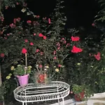 Penelope *